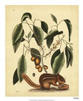 Ground Squirrel, Pl. T75 Fine Art Print