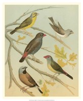 Birdwatcher's Delight IV Fine Art Print