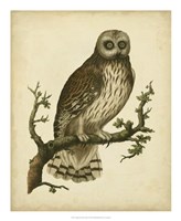 Antique Nozeman Owl II Fine Art Print