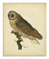 Antique Nozeman Owl IV Fine Art Print