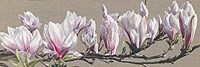 Magnolia Swathe Fine Art Print