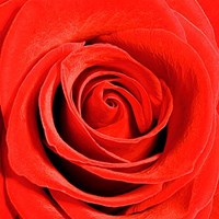 Scarlet Rose Fine Art Print