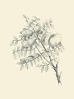 Chicken Stone Tree Fine Art Print