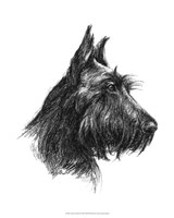 Canine Study II Fine Art Print