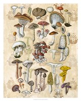Mycological Study Fine Art Print