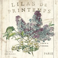 Lilas de Printemps Framed Print
