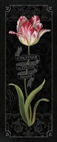 Tulipa Botanica III Fine Art Print