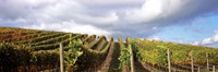 Cloudy skies over a vineyard, Napa Valley, California, USA Fine Art Print