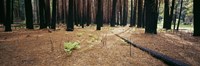 Burnt pine trees in a forest, Yosemite National Park, California, USA Fine Art Print