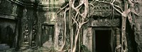 Ruins of Ta Prohm Temple, Angkor, Cambodia Fine Art Print