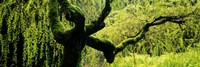 Moss growing on the trunk of a Weeping Willow tree, Japanese Garden, Washington Park, Portland, Oregon, USA Fine Art Print