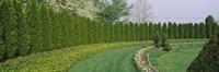 Row of arbor vitae trees in a garden, Ladew Topiary Gardens, Monkton, Baltimore County, Maryland, USA Fine Art Print