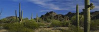 Cactus plant on a landscape, Sonoran Desert, Organ Pipe Cactus National Monument, Arizona, USA Fine Art Print