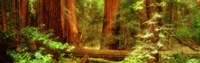Muir Woods, Trees, National Park, Redwoods, California Framed Print