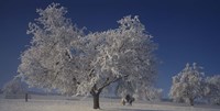 Two people horseback riding through cherry trees on a snow covered landscape, Aargau, Switzerland Fine Art Print