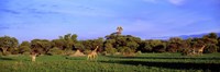 Giraffes in a field, Moremi Wildlife Reserve, Botswana, South Africa Framed Print