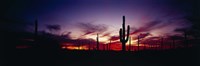 Silhouette of Saguaro cactus (Carnegiea gigantea), Saguaro National Monument, Arizona, USA Fine Art Print