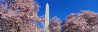 Cherry Blossoms Washington Monument Framed Print
