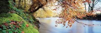 Trees along a river, River Dart, Bickleigh, Mid Devon, Devon, England Fine Art Print