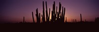 Silhouette of Organ Pipe cacti (Stenocereus thurberi) on a landscape, Organ Pipe Cactus National Monument, Arizona, USA Fine Art Print