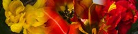 Close-up of Tulips Fine Art Print