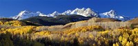 USA, Colorado, Rocky Mountains, aspens, autumn Fine Art Print