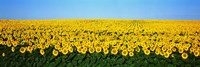 Sunflower Field, North Dakota, USA Fine Art Print