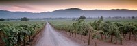 Road in a vineyard, Napa Valley, California, USA Framed Print