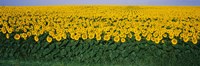 Sunflower Field, Maryland, USA Framed Print