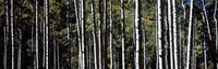 White Aspen Tree Trunks CO USA Fine Art Print