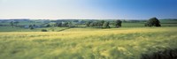 Field Near Barnstaple, North Devon, England, United Kingdom Fine Art Print