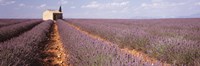 Lavender Field, Valensole Province, France Fine Art Print