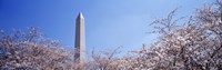 Washington Monument behind cherry blossom trees, Washington DC, USA Fine Art Print