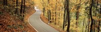 Autumn trees along a road, Germany Fine Art Print