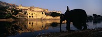 Side profile of a man sitting on an elephant, Amber Fort, Jaipur, Rajasthan, India Fine Art Print