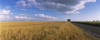 Wheat crop in a field, North Dakota, USA Framed Print