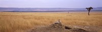 Cheetah (Acinonyx jubatus) sitting on a mound looking back, Masai Mara National Reserve, Kenya Fine Art Print