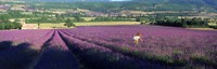 Woman walking through fields of lavender, Provence-Alpes-Cote d'Azur, France Fine Art Print