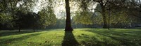 Trees in a park, St. James's Park, Westminster, London, England Fine Art Print