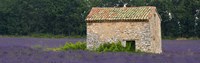 Stone building in a lavender field, Provence-Alpes-Cote D'Azur, France Fine Art Print