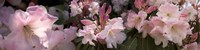 Multiple images of pink Rhododendron flowers Fine Art Print