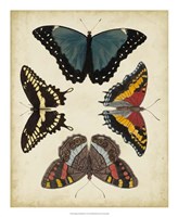 Display of Butterflies I Framed Print