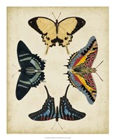 Display of Butterflies III Framed Print