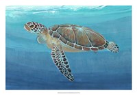 Ocean Sea Turtle II Fine Art Print
