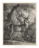 Woodland Deer I Fine Art Print