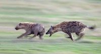 Two hyenas running in a field, Ngorongoro Crater, Arusha Region, Tanzania Fine Art Print