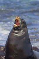 Galapagos sea lion (Zalophus wollebaeki) on the beach, Galapagos Islands, Ecuador Fine Art Print