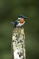 Close-up of Amazon kingfisher (Chloroceryle amazona) perching on a wooden post, Cano Negro, Costa Rica Fine Art Print