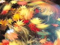 Maple Leaves, Blurred Motion Fine Art Print