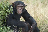 Chimpanzee (Pan troglodytes) in a forest, Kibale National Park, Uganda Fine Art Print